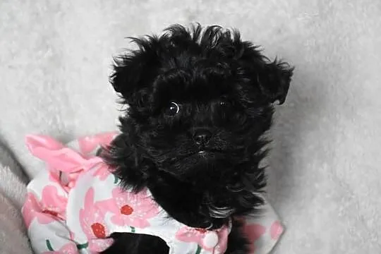 pudel shihtzu shipoo szczeniaczki shihpoo