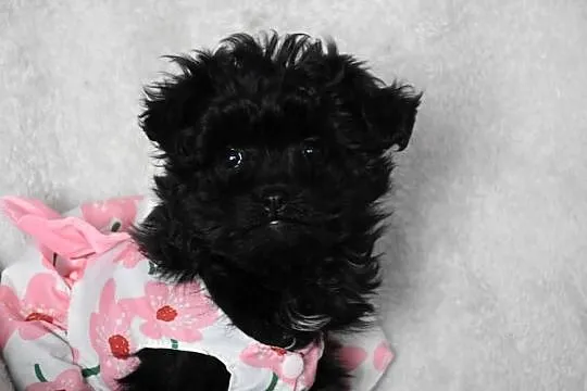 pudel shihtzu shipoo szczeniaczki shihpoo, Kujawsko-pomorskie, Lipno