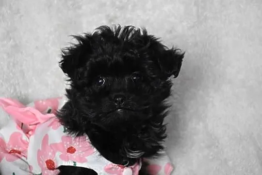 pudel shihtzu shipoo szczeniaczki shihpoo, Kujawsko-pomorskie, Lipno