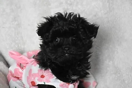 pudel shihtzu shipoo szczeniaczki shihpoo, Kujawsko-pomorskie, Lipno
