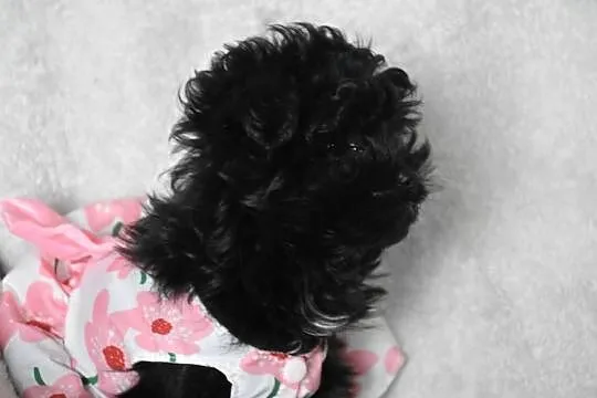 pudel shihtzu shipoo szczeniaczki shihpoo, Kujawsko-pomorskie, Lipno