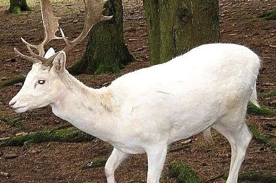 Zwierzęta z Norwegii, Warmińsko-mazurskie, Mikołajki