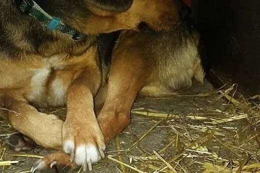 Lakuś młody bojaźliwy piesek potrzebuje cierpliweg