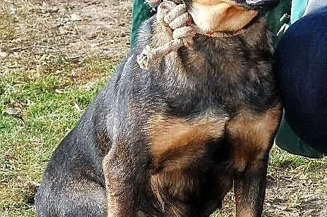 TYKWA - pospolitość nie jest modzie