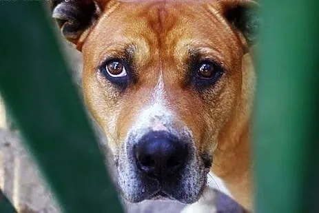 Boguś TTB do adopcji,  mazowieckie Żyrardów