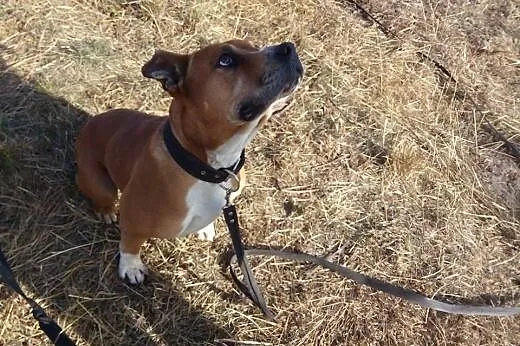 Boguś TTB do adopcji,  mazowieckie Żyrardów