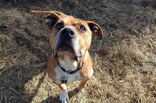 Boguś TTB do adopcji,  mazowieckie Żyrardów