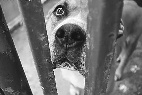 Boguś TTB do adopcji,  mazowieckie Żyrardów