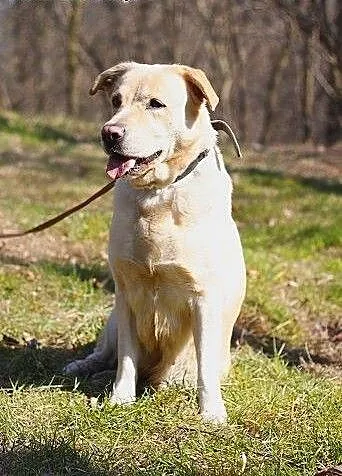 Tunia-biszkoptowa labradorka szuka domu, śląskie