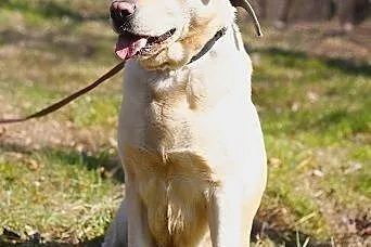 Tunia-biszkoptowa labradorka szuka domu, śląskie Sosnowiec