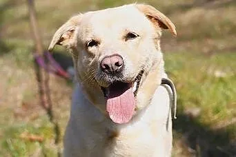 Tunia-biszkoptowa labradorka szuka domu,  śląskie 