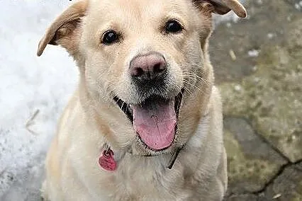 Tunia-biszkoptowa labradorka szuka domu,  śląskie 
