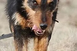 Sympatyczna, delikatna, szorstkowłosa sunia szuka 