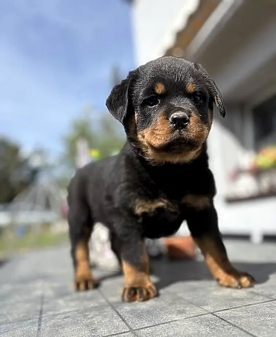 szczeniaki rasy Rottweiler, Dolnośląskie, Zgorzelec