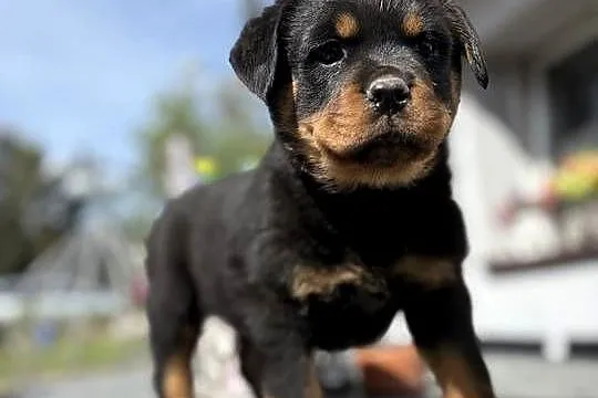 szczeniaki rasy Rottweiler, Dolnośląskie, Zgorzelec