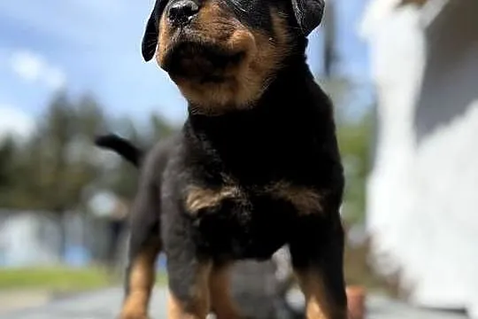 szczeniaki rasy Rottweiler, Dolnośląskie, Zgorzelec