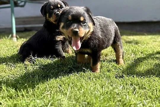 szczeniaki rasy Rottweiler, Dolnośląskie, Zgorzelec