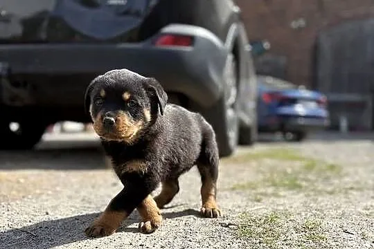 szczeniaki rasy Rottweiler, Dolnośląskie, Zgorzelec