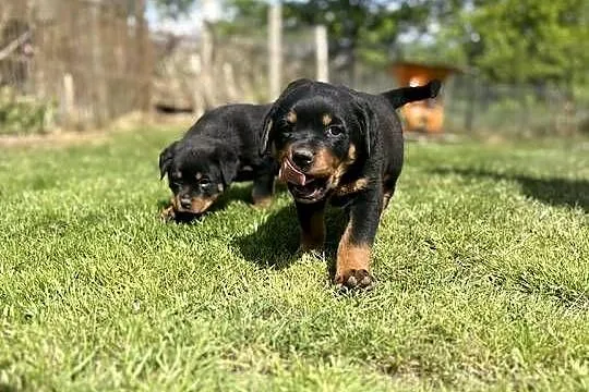 szczeniaki rasy Rottweiler, Dolnośląskie, Zgorzelec