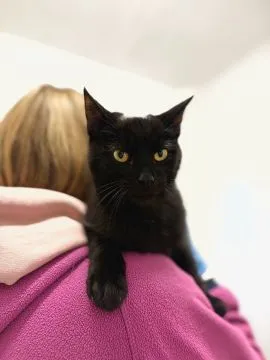 6 miesięczny towarzyski kociak Gizmo szuka domu!  Gizmo - półroczny koci dżentelmen, którego serce b, , Warszawa
