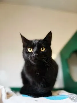 6 miesięczny towarzyski kociak Gizmo szuka domu!  Gizmo - półroczny koci dżentelmen, którego serce b