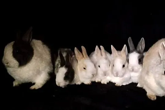 Sprzedam króliczki każełki mini tedi