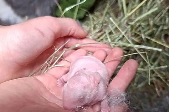 Sprzedam króliczki każełki mini tedi, Warmińsko-mazurskie, Zwierzewo