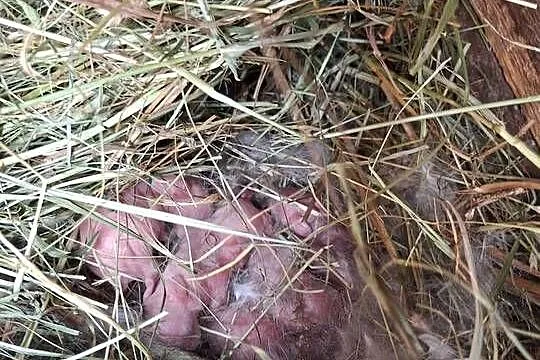 Sprzedam króliczki każełki mini tedi, Warmińsko-mazurskie, Zwierzewo