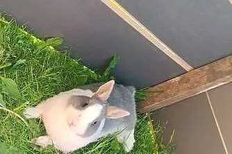Sprzedam króliczki każełki mini tedi, Warmińsko-mazurskie, Zwierzewo