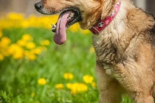 OTOZ Animals - Linda - wierna, skryta dusza pragni