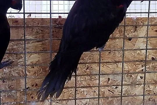 Lora czerwonolica, Mazowieckie, Siedlce