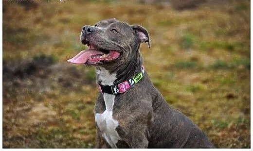 Amstaffka Lola czeka na dobry dom, Amstaff cała P