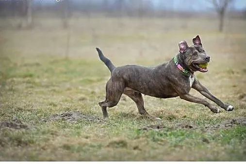 Amstaffka Lola czeka na dobry dom,  Amstaff cała P