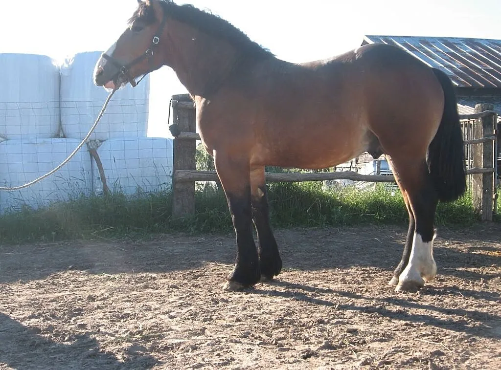Groch 1,5 r, , Lubomino