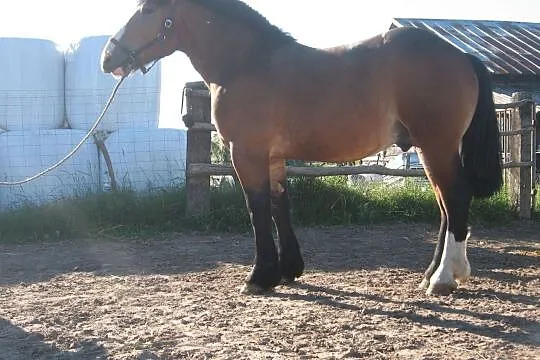 Groch 1,5 r, , Lubomino