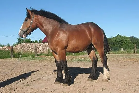 Groch 1,5 r, , Lubomino