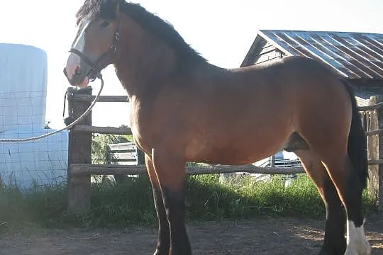 Groch 1,5 r, , Lubomino