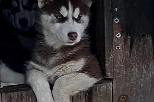 Szczeniak Syberian Husky, Kujawsko-pomorskie, Bronisław