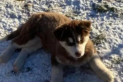 Szczeniak Syberian Husky, Kujawsko-pomorskie, Bronisław