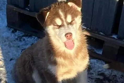 Szczeniak Syberian Husky, Kujawsko-pomorskie, Bronisław