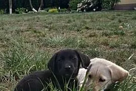 Czarna labradorka
