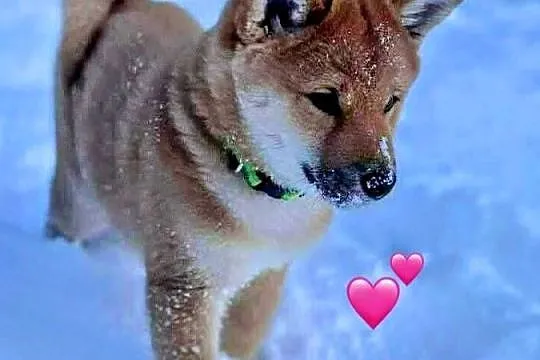 Shiba Inu szczeniak pies o czerwonym umaszczeniu