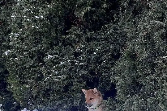 Shiba Inu szczeniak pies o czerwonym umaszczeniu, Mazowieckie, Słupno