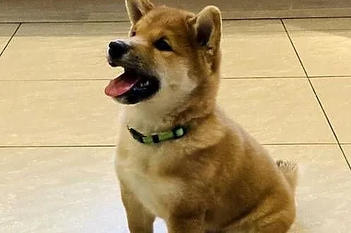 Shiba Inu szczeniak pies o czerwonym umaszczeniu, Mazowieckie, Słupno