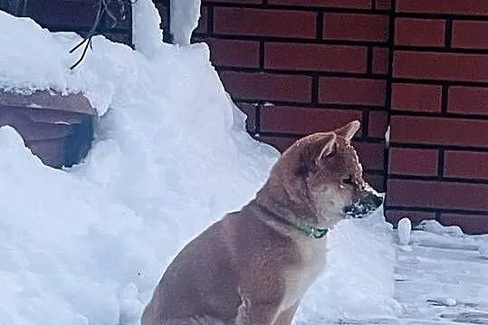 Shiba Inu szczeniak pies o czerwonym umaszczeniu, Mazowieckie, Słupno