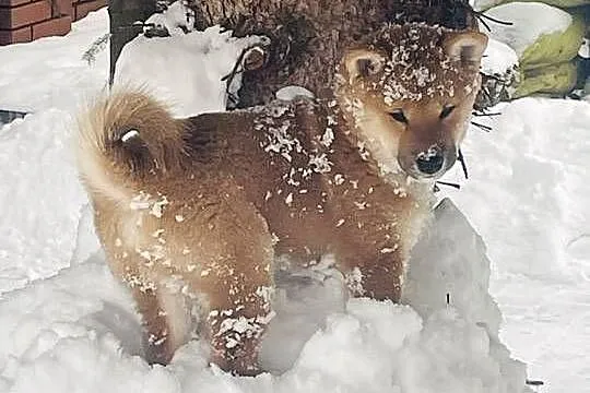 Shiba Inu szczeniak pies o czerwonym umaszczeniu, Mazowieckie, Słupno