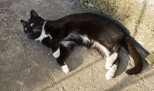 Cztery kotki szukają domów po śmierci opiekunki!,