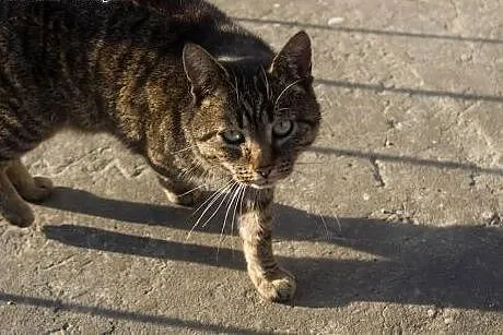Cztery kotki szukają domów po śmierci opiekunki!, 