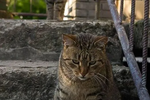 Cztery kotki szukają domów po śmierci opiekunki!, 