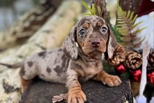 Wyjątkowa! Sunia Jamnik miniaturowy Choco merle z rodowodem